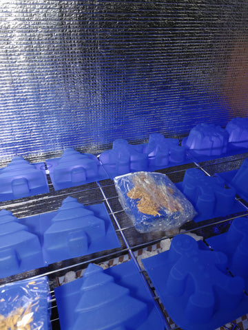 mycelium private policy sustainability